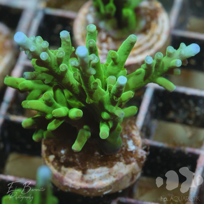 Acropora Echinata